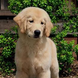 Golden Retrievers from Martha's Golden Retrievers