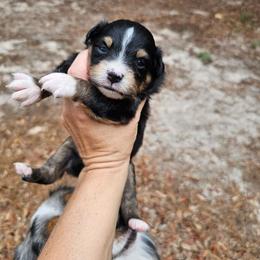 Gypsy - Black tri female Miniature Australian Shepherd puppy in Dunnellon, Florida from Ever After Mini Aussies