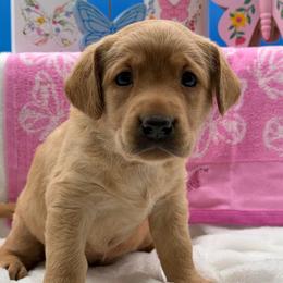 Teal - Yellow female Labrador Retriever puppy in Heath Springs, South Carolina from Rich Hill Retrievers