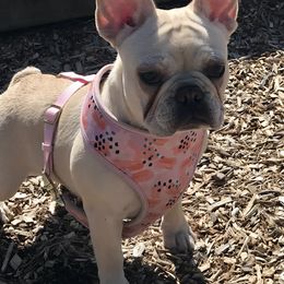 French Bulldogs from Pardon Our Official Frenchies