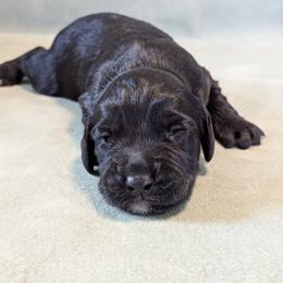 NOT A PET- Working home only - Black male English Cocker Spaniel puppy in Phillips, Nebraska from Fenloch Gundogs