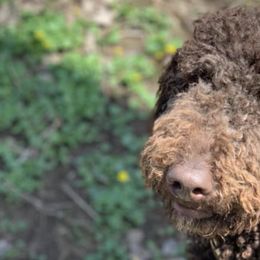 Goldendoodles from Platte Doodles