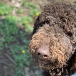 Goldendoodles from Platte Doodles