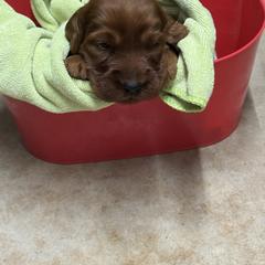 Blue collar - Mahogany male Irish Setter puppy in Choctaw, Oklahoma from Heartland Irish Setters