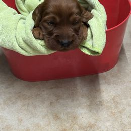 Blue collar - Mahogany male Irish Setter puppy in Choctaw, Oklahoma from Heartland Irish Setters