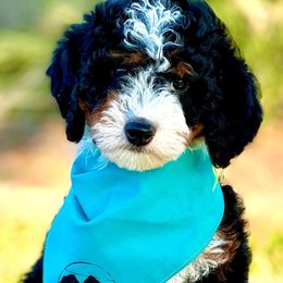 Bernedoodles and Goldendoodles from Country Mountain Dogs