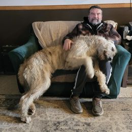 Irish Wolfhound Puppies from Serendipity Sighthounds