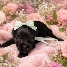 Luna - Black female Miniature Schnauzer puppy in Magalia, California from NorCal Schnauzers