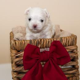 Boy 1 - White male Maltese puppy in Miramar, Florida from Royal Korean Maltese