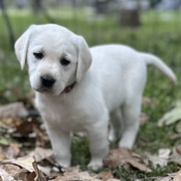 Boy 1 - Labrador Retriever puppy in Taylor, Texas from Faithful Labs