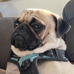 Pugs from Howard's Pugs