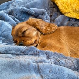 Cavalier King Charles Spaniel Puppies from StoryBook Cavaliers