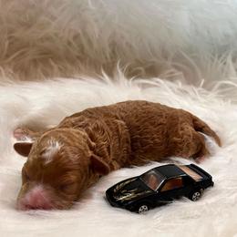 Cooper.  AKC - Red  male Poodle puppy in Nixa, Missouri from Family Poodles