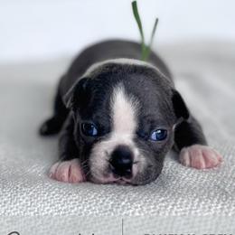 Sprigatito - Blue female Boston Terrier puppy in West Jefferson, Ohio from Kline Kennels