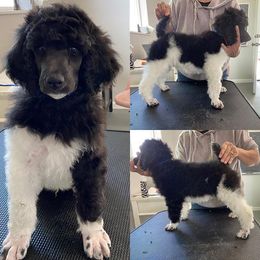 Poodle Puppies from High Mesa Standards