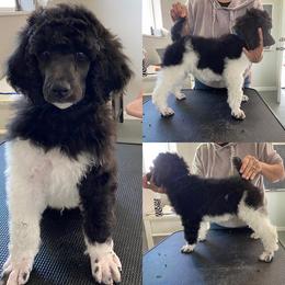 Poodle Puppies from High Mesa Standards