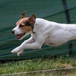 Jack Russell Terriers from Lockenlode Jack Russells