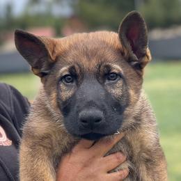 Boy 2 - Sable German Shepherd puppy in Riverside, California from Von Der Sagobi