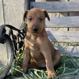 Girl 5 - Irish Terrier puppy from Avonlea Terriers