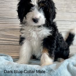 Aussiedoodle and Bernedoodle Puppies from North 40 Doodles