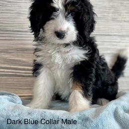 Aussiedoodle and Bernedoodle Puppies from North 40 Doodles