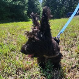 Sir dougal - Brindle male Scottish Terrier puppy in Mancelona, Michigan from Stefany Farm of Happiness