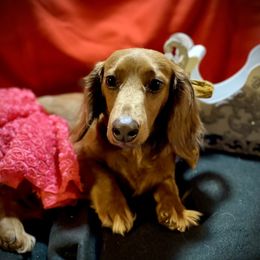 Isabeau - Dachshund
