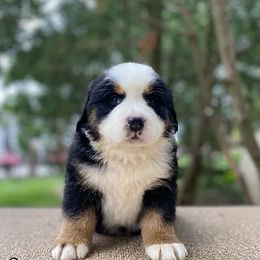 Cora - Black rust and white Bernese Mountain Dog puppy in New Haven, Indiana from Milan Berners