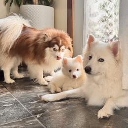 Pomsky Puppies from Blue Heaven Pomsky