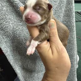 Honey - Red tri female Miniature Australian Shepherd puppy in Mount Airy, Georgia from North Georgia Gems