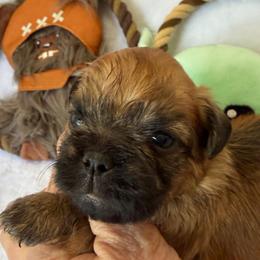 Yoda - Red male Brussels Griffon puppy in Seneca, Missouri from Stephanie’s Puppy Colony