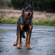 Beaucerons and Cane Corso from Svajonė Kennels