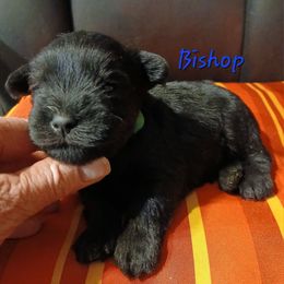Bishop - Black male Miniature Schnauzer puppy in Midland, Texas from Shebbies Puppy Palace