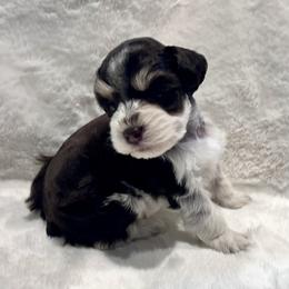 Molly - Liver female Miniature Schnauzer puppy in San Augustine, Texas from My Little Schnauzer Pals