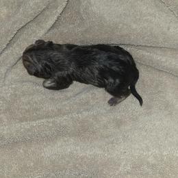 Havanese puppies from Momma's Mastiffs