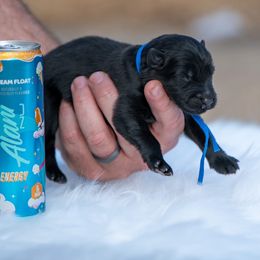 Dream Float - Black male German Shepherd puppy in Murrayville, Georgia from Vom Clark’s German Shepherds