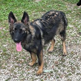 Elvis - Sable female German Shepherd puppy in Livingston, Kentucky from Illyria Dox & GSD