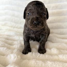 Aussiedoodle, Companion Cross, Poodle, and Yorkipoo Puppies from Teakwoodpoodleofsocal
