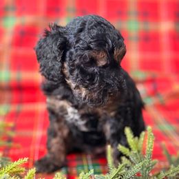 Gander - Brown white and tan male Cockapoo puppy in Saint Louis, Missouri from Jax Doodles