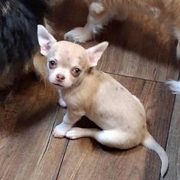 Luke 3750.00 - Merle male Chihuahua puppy in Callao, Virginia from Grace & Glory Chihuahuas