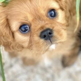 Cavalier King Charles Spaniels from Farrever Cavaliers