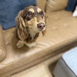 Bentley - Dachshund