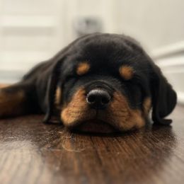 Rottweiler Puppies from Von Alley Rottweilers