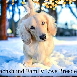 Leo - Dachshund