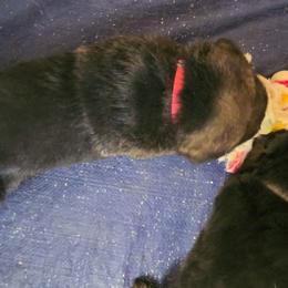 Pink - Black and tan female German Shepherd puppy in Pahrump, Nevada from Rayler Kennels