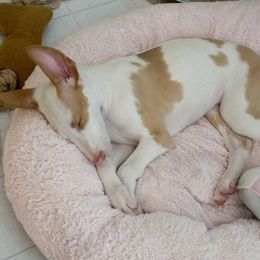 Ibizan Hound Puppies from Someday Ibizans