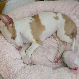 Ibizan Hound Puppies from Someday Ibizans