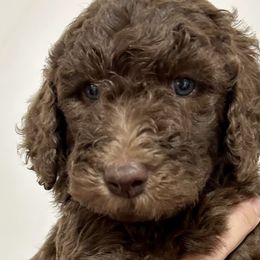 Poodles from Post Falls Poodles