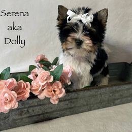 Pretty in Pink Serena $3000 - Black tan and white Biewer Terrier puppy in Cartersville, Georgia from Alpha Tiny Paws
