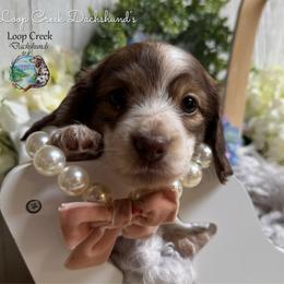 Cherie' - Piebald female Dachshund puppy in Fayetteville, West Virginia from Loop Creek Dachshunds